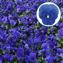 Afbeelding van Viola P9 Grootbloemig True blue